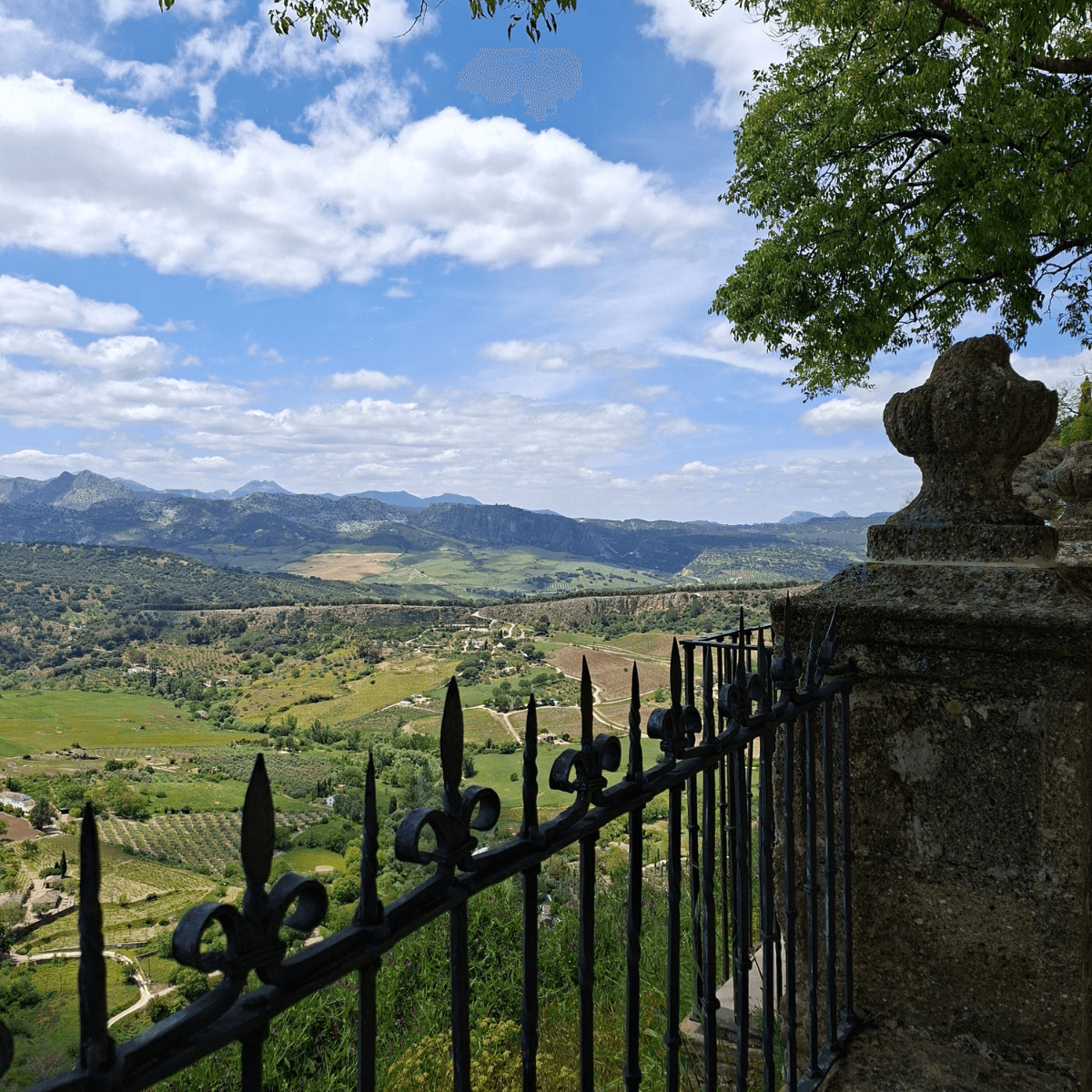 ロンダ名物の牛テールのラビオリと赤ワイン（ジビエ料理）