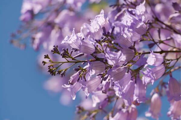Jacaranda trees in full bloom in Malaga during May