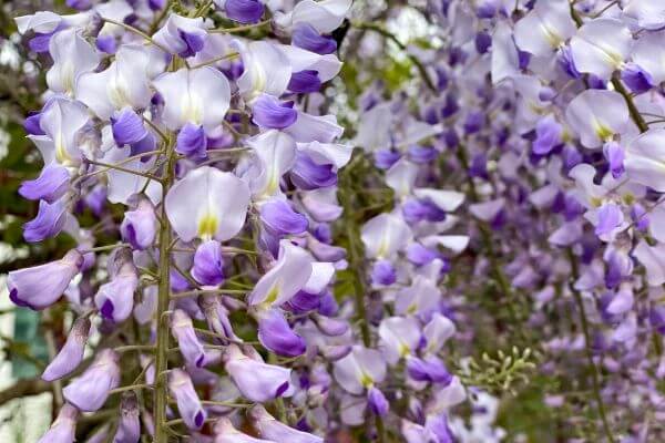 Wisteria blooms in Malaga during April