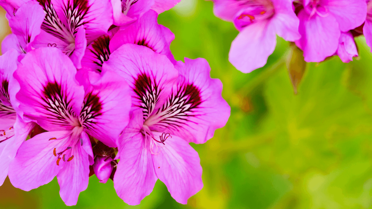 マドリードの春の花、ジャカランダの美しい薄紫の花