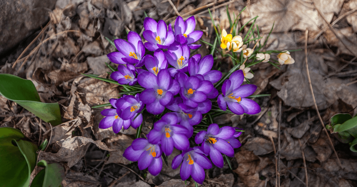 コンスエグラの祭り期間中に味わえる、黄金色に輝くサフラン入りパエーリャ